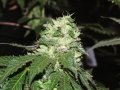 Hash_Plant