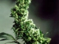 Hawaiian_Indica