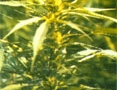 Hawaiian_Maui