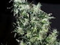 Haze_Special