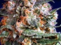 Hempstar