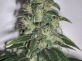 Jamaica_Sugarbush