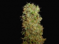 Kahuna_-_Soma_9