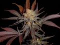 Lavender_-_Soma_10