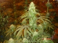 hydro__hydro_032