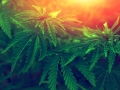 bush marijuana on blurred  background. bush cannabis.