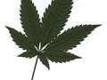indica-leaf
